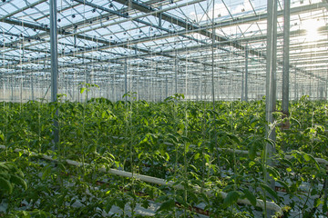 Tomato bushes inside a large glass industrial greenhouse