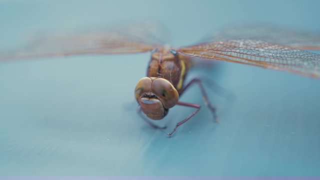 Dragonfly Aeshna Grandis drying wings. Close up on head