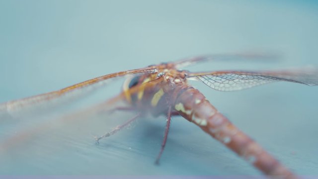 Dragonfly Brown hawker Aeshna Grandis. CLOSE UP THORAX, LATERAL CARINA