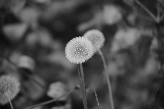 plumerillo cardo soplar planta monocromo