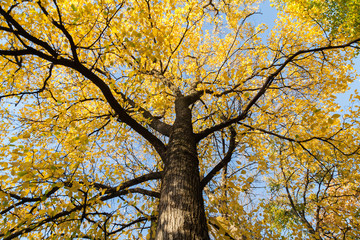 Autumn tree with yellow leaves
