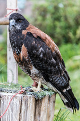 aguila de la sierra