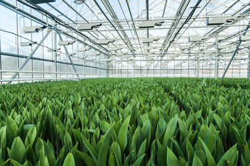 Huge glass industrial greenhouse full of tulip sprouts