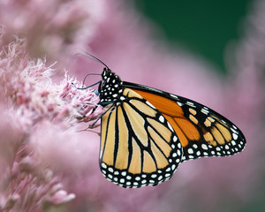 Fototapeta na wymiar Monarch butterfly feeding on Joe-Pye Weed flowers