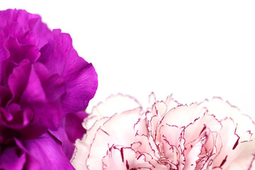 purple carnation isolated in white background
