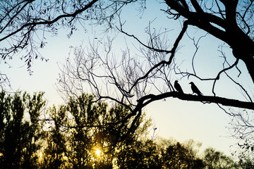 Black crow silhouette on branch of tree without leaves in autumn park