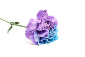 blue carnation isolated in white background