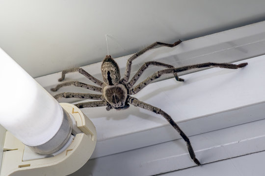 Large Huntsman Spider on the ceiling