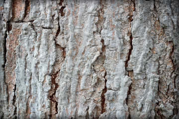 Tree bark texture background.
