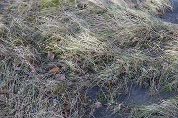 Fototapeta na wymiar Texture of old yellow last year grass under snow