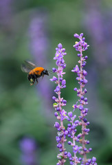 Carpenter Bee flying over a flower, Big blue lilyturf