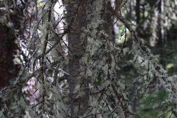 Evergreen spruce found in forest