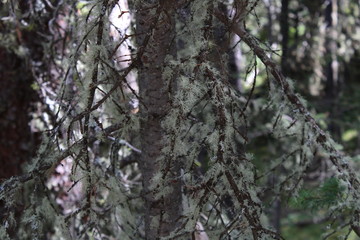 Obraz premium Evergreen spruce found in forest