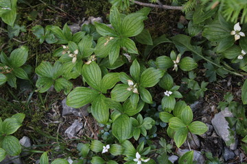 Evergreen spruce found in forest