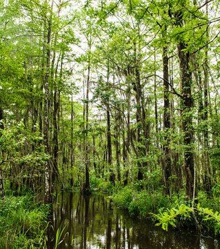 Swamp land in New Orleans, Louisiana, United States