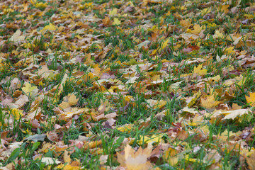 fallen maple leaves texture background