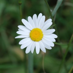 Obraz premium Marguerite , fleur sauvage des champs .