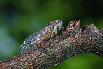 Cicada in tropical forest. Cicada insect in summer season