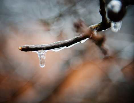 icicles on tree branches in the Hudson Valley, New York, United States