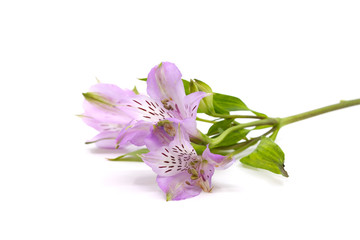 lilac isolated on white background