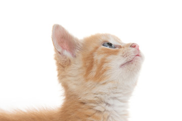 Cute yellow tabby kitten isolated on white