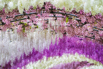 Obraz premium Wisteria Tunnel Patches at Kawachi