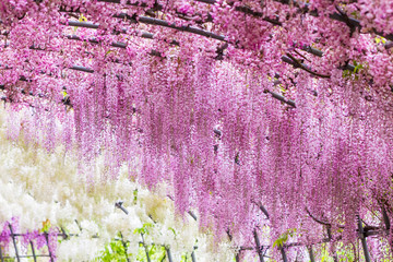 Wisteria Tunnel Patch of Pink
