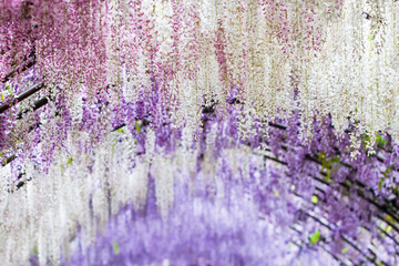 Wisteria Tunnel Patches of White and Purple