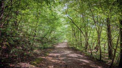 footpath in the woods