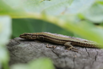 lagartija 