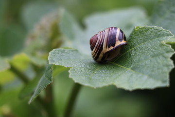 caracol