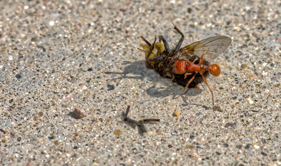 AZ Harvester Ant Attacking Fly