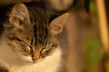 pequeño gato atigrado durmiendo la siesta bajo el sol
