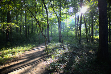 Forest Trail With God Ray, Kentucky trails. Hi-Resolution.