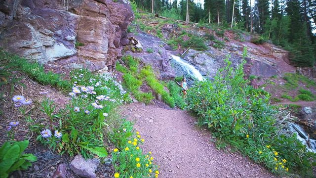Waterfall river ground level view on trail to Ice lake near Silverton, Colorado in August 2019 summer with hike path wildflowers and one young woman hiking walking by 