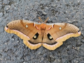 Beautiful polyphemus moth