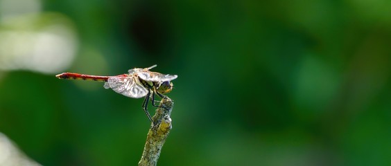お気に入りの枝でのんびりくつろぐ赤トンボ