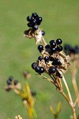 Black seeds on stems