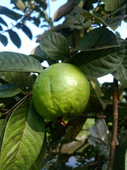 Guava fruits has vitamin c best for health. Guava fruits on tree in garden with fruits closeup