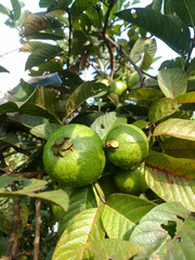 Guava fruits has vitamin c best for health. Guava fruits on tree in garden with fruits closeup