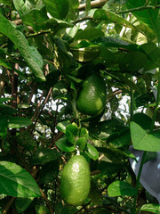 Guava fruits has vitamin c best for health. Guava fruits on tree in garden with fruits closeup