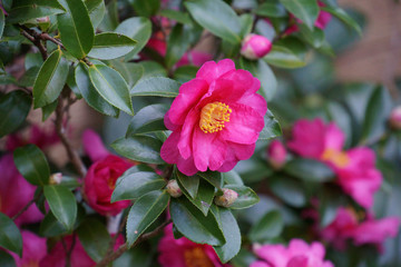 秋に遠州三山を巡る