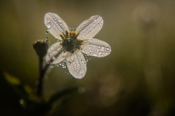 flower white with drops  in the morning