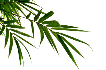 Green leaves of bamboo tree isolated on white for background