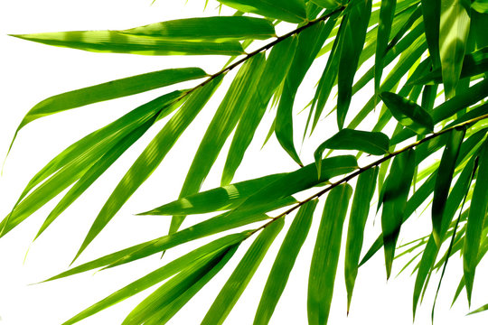 green leaves of bamboo tree isolated on white for background © หอมกลิ่น กล้วยไม้