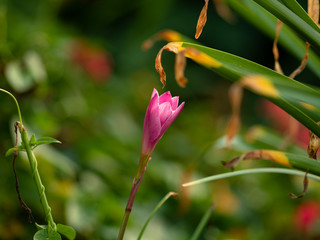 Flor  color rosa, flores y plantas en el jardin de la casa.