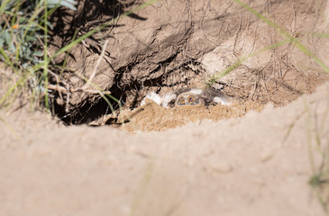 Badger