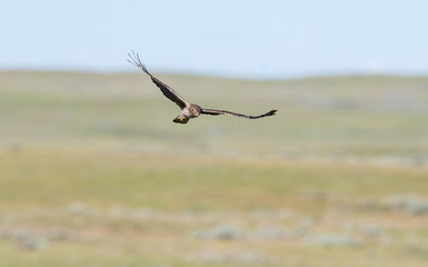 Hawk