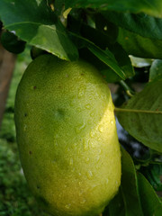 green lemons on tree in garden. Organic lemons on tree with fruits closeup