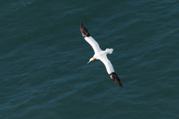Flying gannet over the sea 